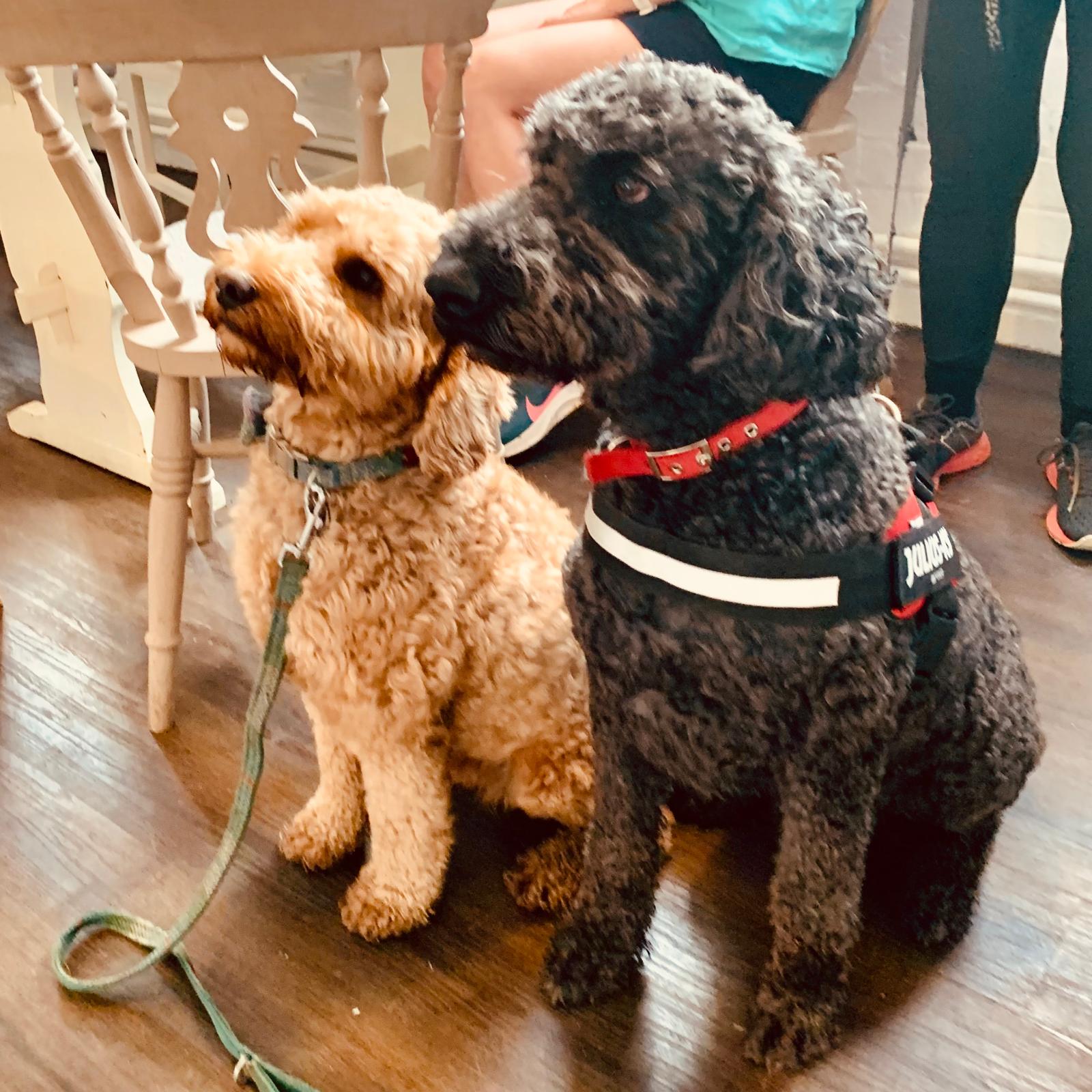 Two dogs sitting together inside The Good Loaf café